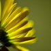 Soft Yellow Focus by jayberg