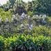 Tree of birds by danette