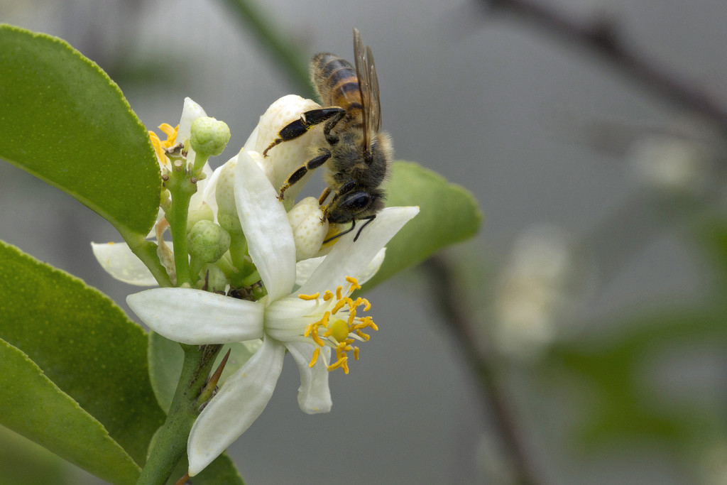 Bee on Lime Tree Blossom by gaylewood