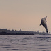 Spinner Dolphin Spinning  by jgpittenger