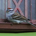 Tree Sparrow by cjwhite