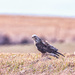 roadside hawk by aecasey