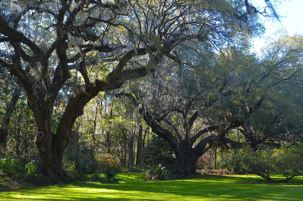 Live oaks, Magnolia Gardens by congaree