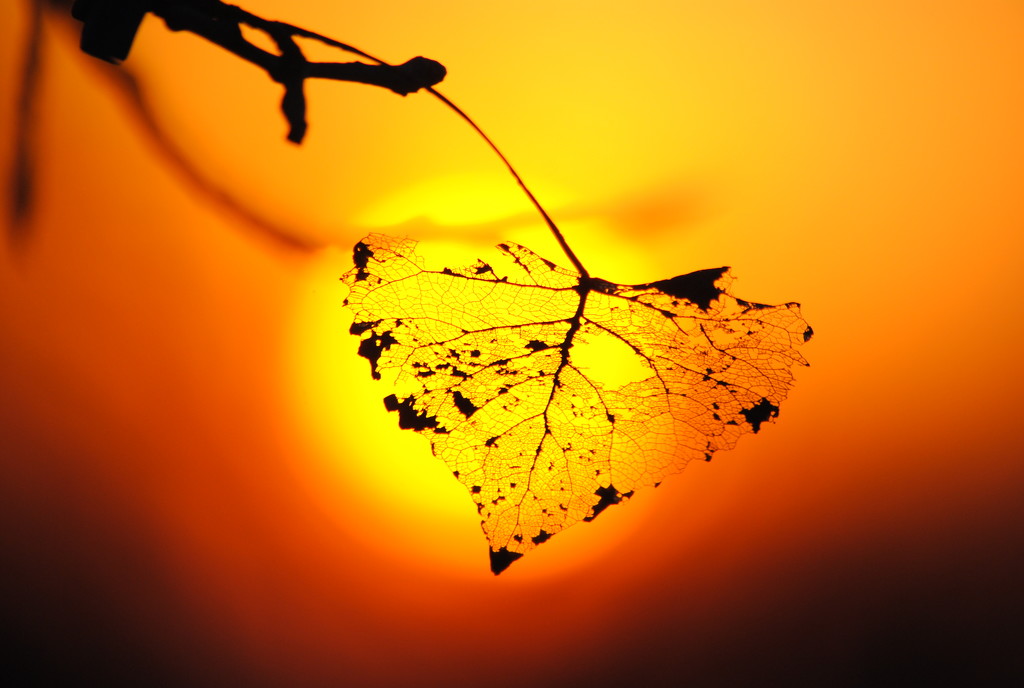 Lacy Leaf at Sunset by genealogygenie