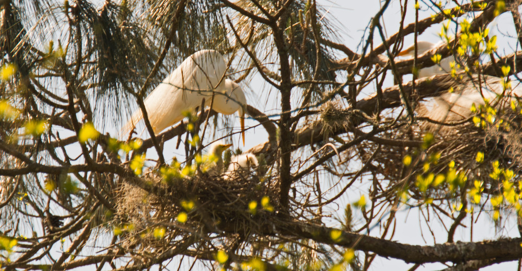 Mom Egret Taking Care of the Chicks! by rickster549