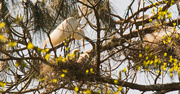 24th Mar 2018 - Mom Egret Taking Care of the Chicks!