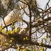 Mom Egret Taking Care of the Chicks! by rickster549