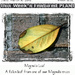 Fallen Magnolia Leaf by dsp2