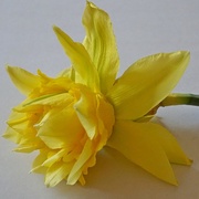 25th Mar 2018 - double daffodil