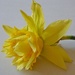 double daffodil by quietpurplehaze