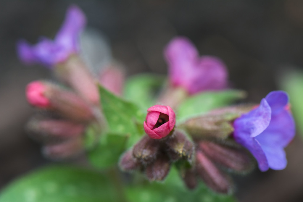 Lungwort by rumpelstiltskin