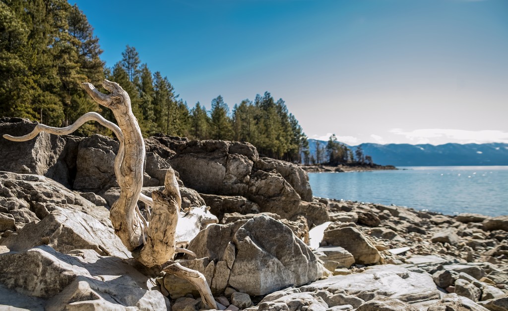 Driftwood on the Beach by 365karly1