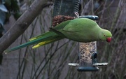 25th Mar 2018 - Green collared parakeet