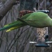 Green collared parakeet by jacqbb