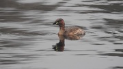 25th Mar 2018 - Tufted Duckling
