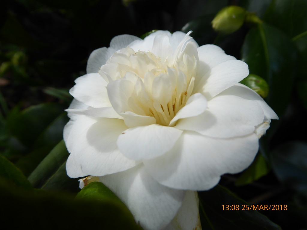The first of  the Camellias ... by snowy