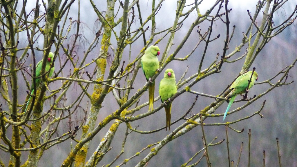 Parakeets in South Croydon by susiemc