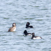 Ring-Necked Ducks Landscape by rminer