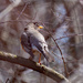 American Robin in the woods by rminer