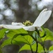 Dogwood blossom... by thewatersphotos