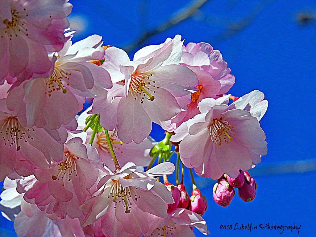 First Cherry Blossoms of Spring by kathyo
