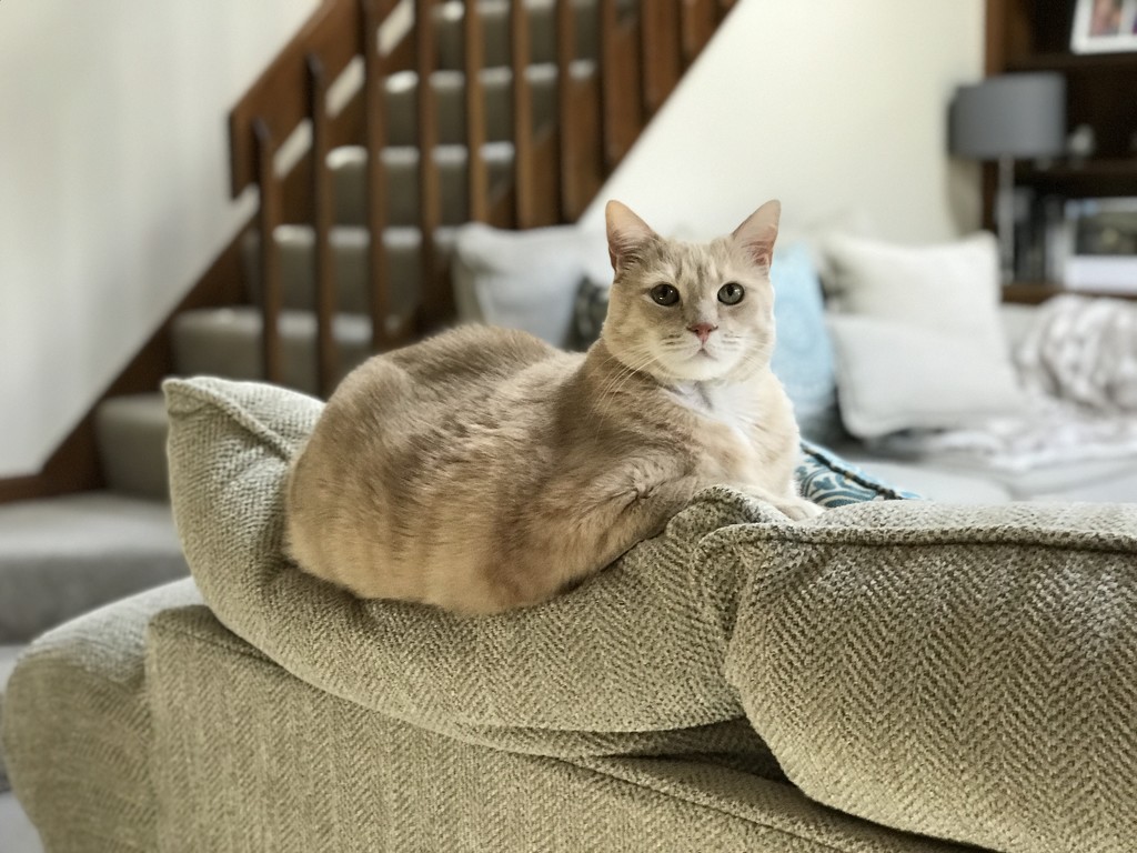 Kitty cushion by kdrinkie