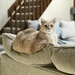 Kitty cushion by kdrinkie
