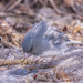 junco on ice by aecasey