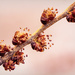 Elm buds by aecasey