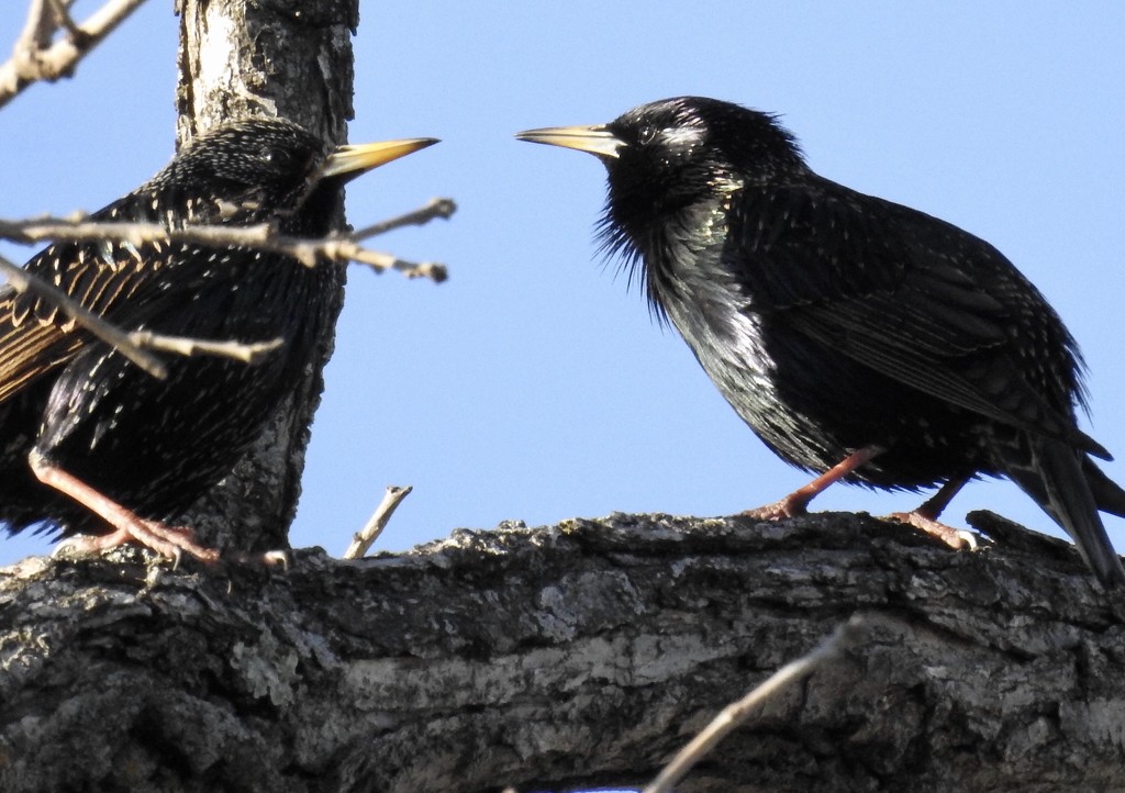 starling stand off by amyk