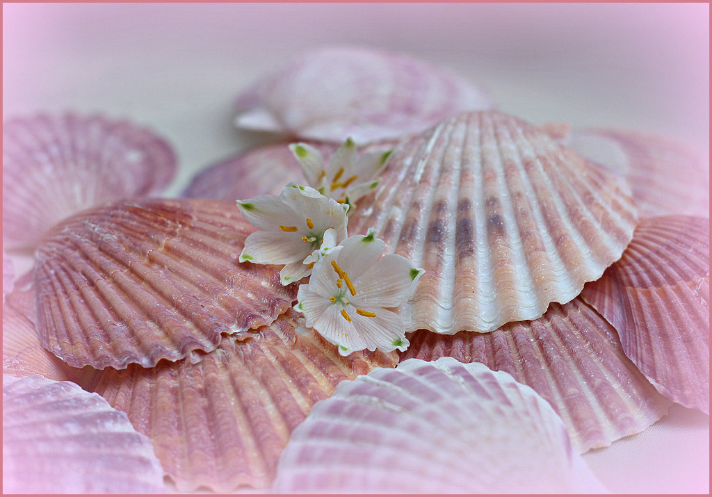 Cockle Shells. by wendyfrost