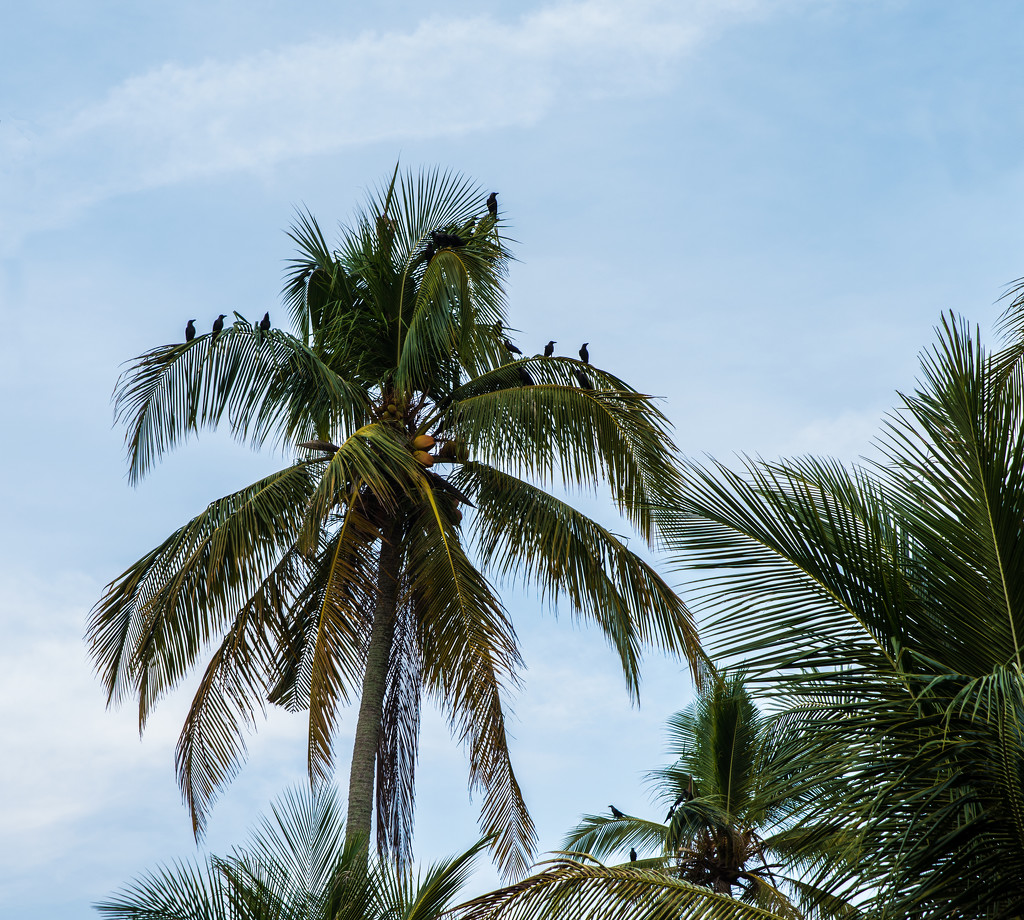Crows in Coconut Palm by ianjb21