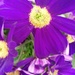 Violet Petals by jo38