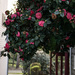 Camellia by cristinaledesma33