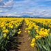 ~Daffodils~ by crowfan