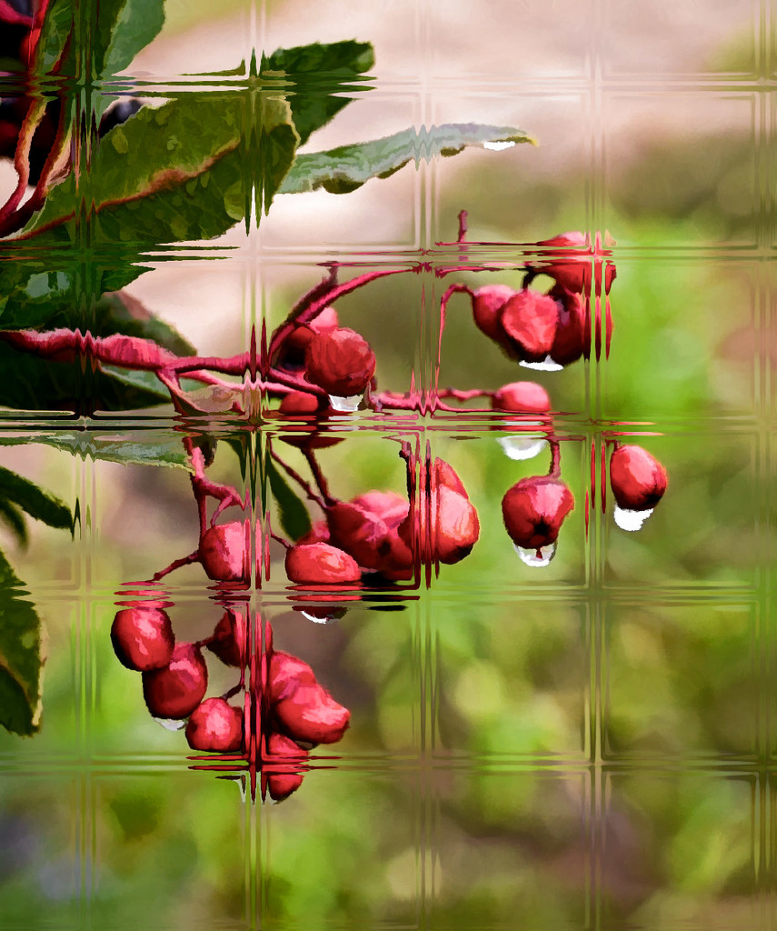 Berries & Glass by joysfocus