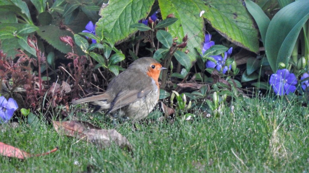 Robin enjoying the Spring like weather, wait until tomorrow! by mattjcuk