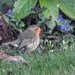 Robin enjoying the Spring like weather, wait until tomorrow! by mattjcuk