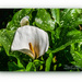 Arum Lily,Madeira by carolmw
