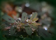 26th Mar 2018 - A Bejeweled Weed_DSC8890