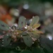 A Bejeweled Weed_DSC8890 by merrelyn