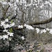 First you get the flowers by mave