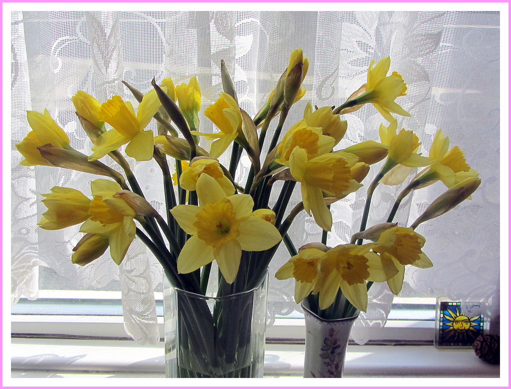 Vases of Daffodils. by grace55
