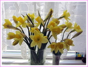 26th Mar 2018 - Vases of Daffodils.