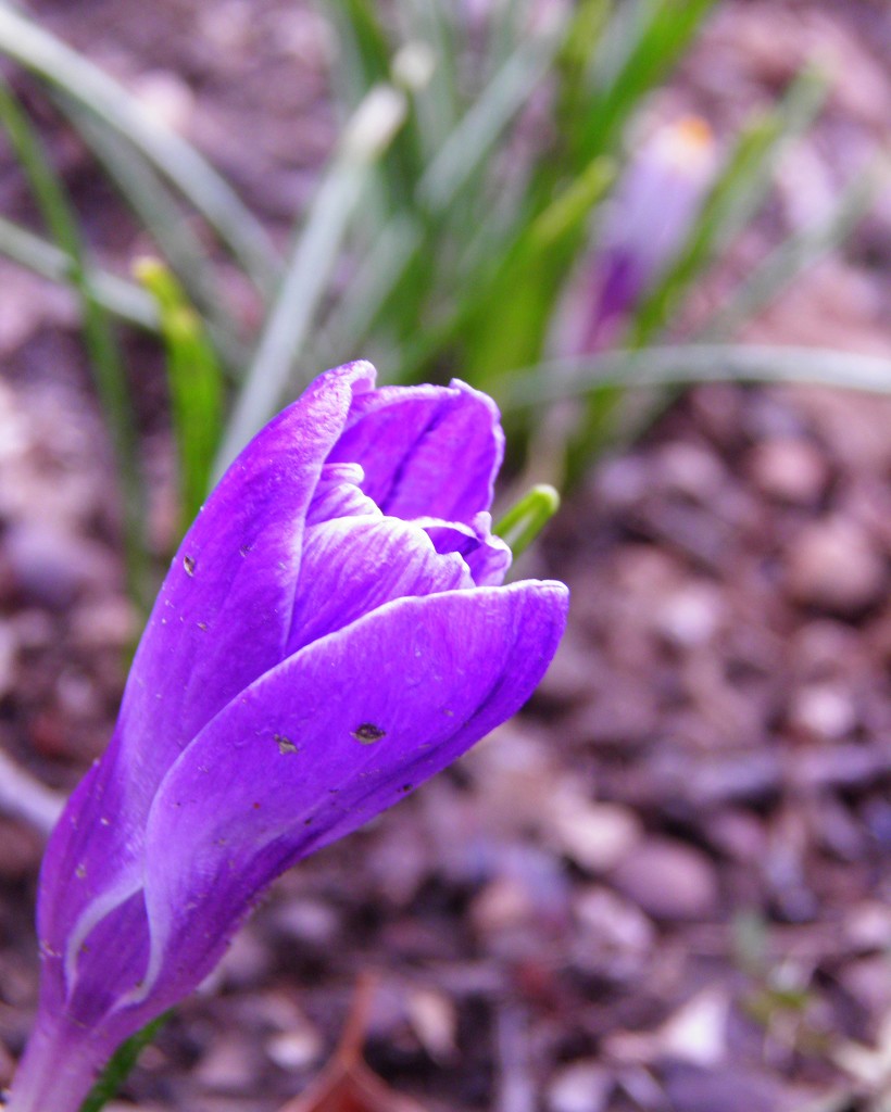 March 24: purple by daisymiller