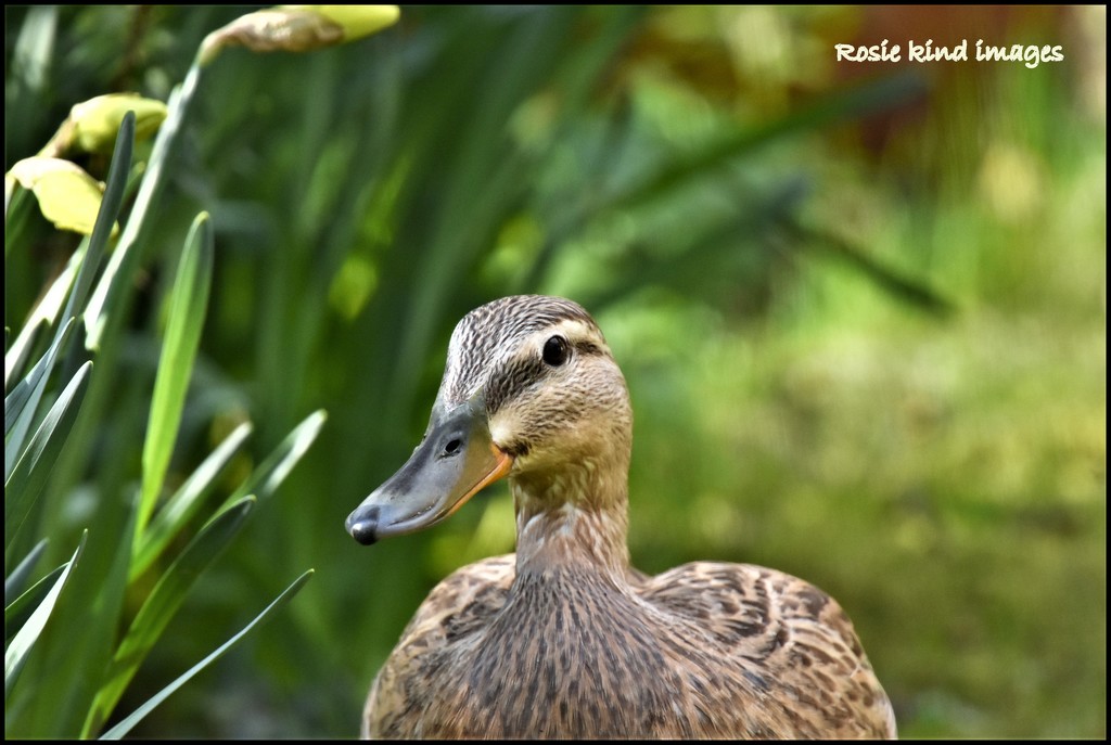 She's a lovely friendly duck by rosiekind