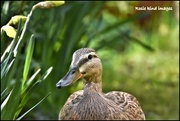 26th Mar 2018 - She's a lovely friendly duck