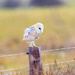 Barn Owl. by padlock