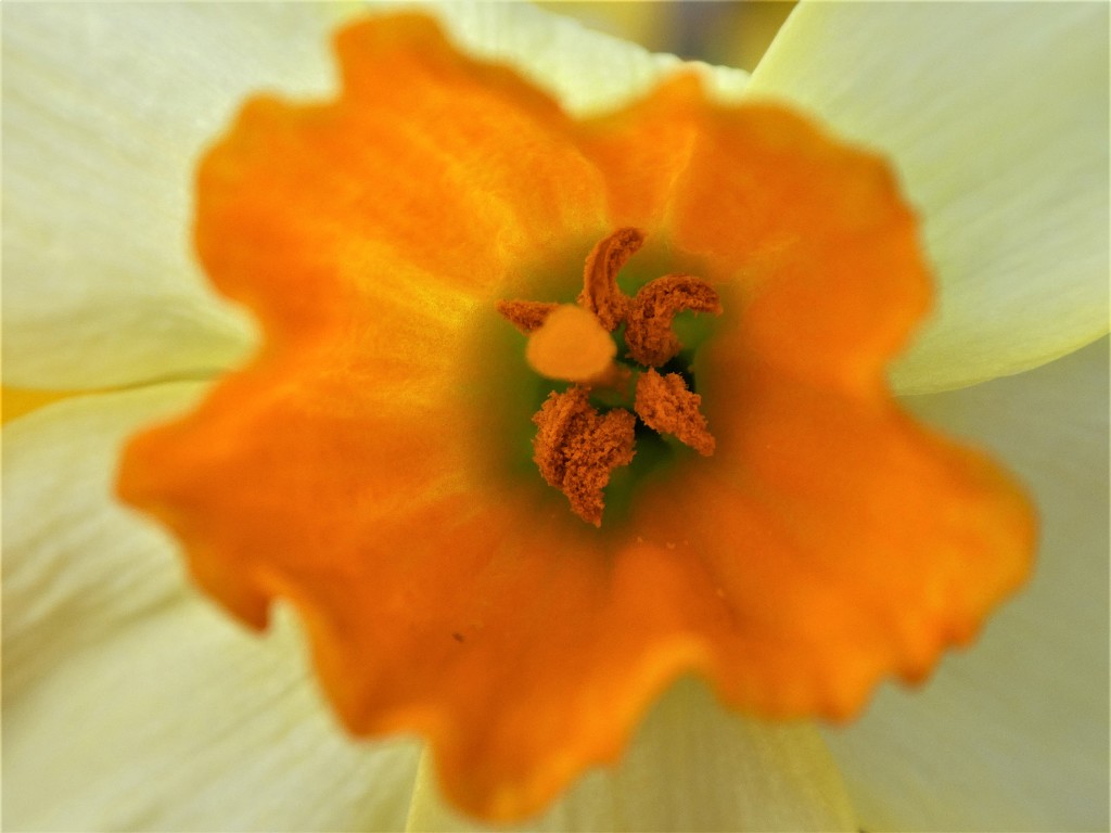Daffodil by flowerfairyann