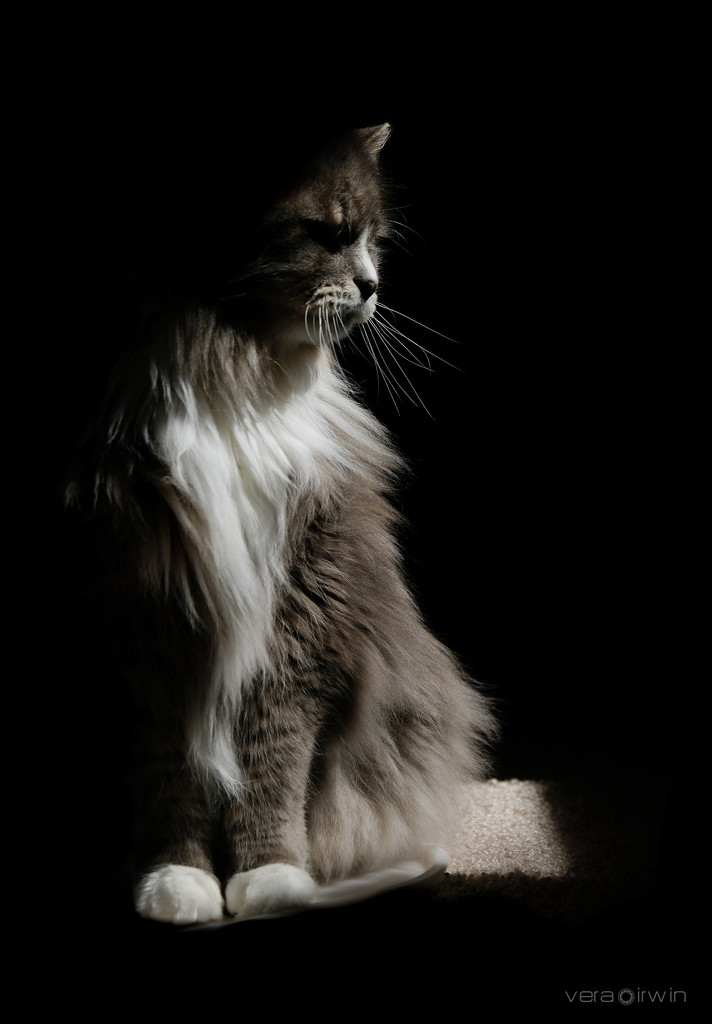 Cats and Sunlight - they never disappoint by vera365